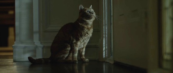 gone-girl-movie-screenshot-cat