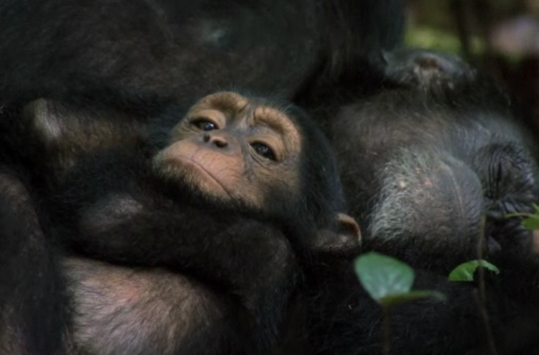 disney movies with chimpanzees